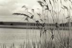 sand martin minsmere 1950